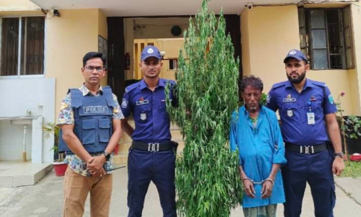 গোয়াইনঘাটে গাঁজার গাছসহ বৃদ্ধ গ্রেপ্তার