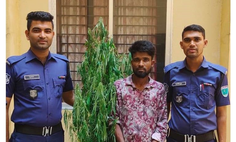 গোয়াইনঘাটে গাঁজার গাছসহ গাঁজা চাষী গ্রেপ্তার