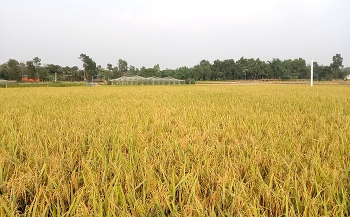 মাধবপুরে বঙ্গবন্ধু-১০০ ধান চাষে কৃষকের বাম্পার ফলন