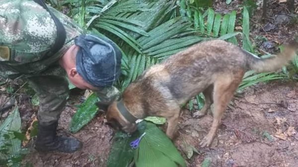 ঘটনাটিকে অলৌকিক বিমান বিধ্বস্তের ২ সপ্তাহ পর ৪ শিশু জীবিত উদ্ধার!