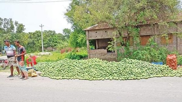 ২ থেকে ৫ টাকা কেজি দরে ঝড়ে পড়া রাজশাহীর আম বিক্রি হচ্ছে