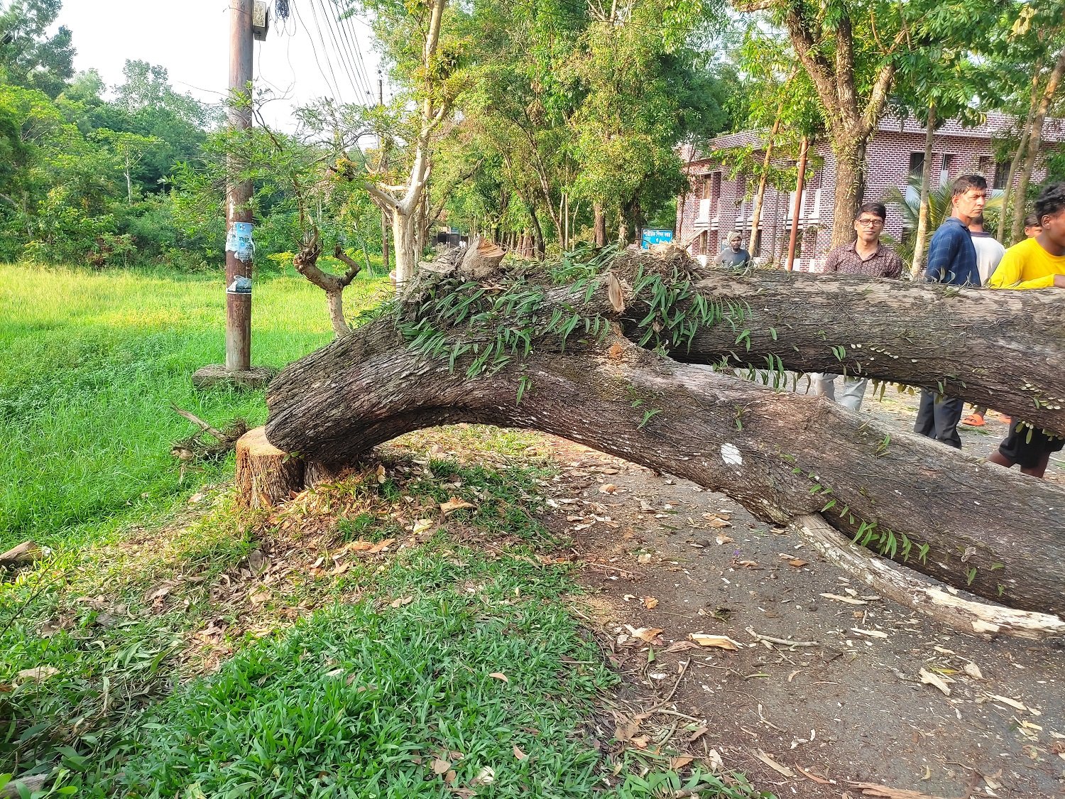 অনুমতি না নিয়ে শাবিতে ফের গাছ কাটার অভিযোগ