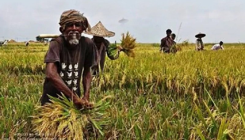 লাখাইয়ে হার্ভেস্টার ও শ্রমিক সংকট, ধান কাটায় ভোগান্তি