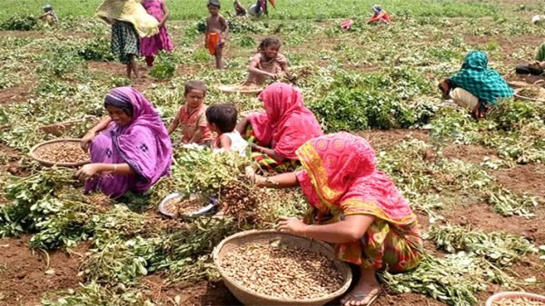 সিলেটে বাদাম চাষে উৎসাহী কৃষকরা