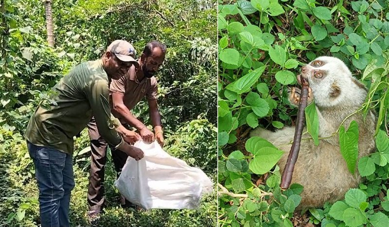গোয়াইনঘাটে লোকালয় থেকে লজ্জাবতী বানর উদ্ধার