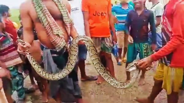 তাহিরপুরে অজগর সাপ পিটিয়ে মারল এলাকাবাসী