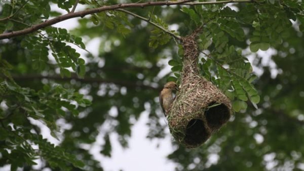 প্রজনন মৌসুমে তালগাছের অভাবে ভালো নেই বাবুই পাখি