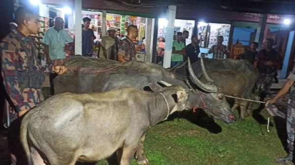 বড়লেখায় সীমান্তে বিজিবির অভিযানে ৬ ভারতীয় মহিষ আটক