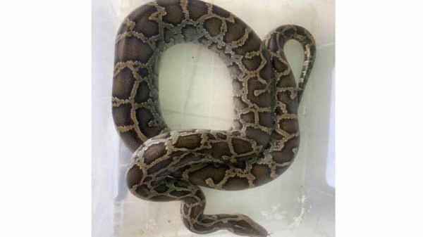 শ্রীমঙ্গলে লোকালয় থেকে অজগর সাপ উদ্ধার