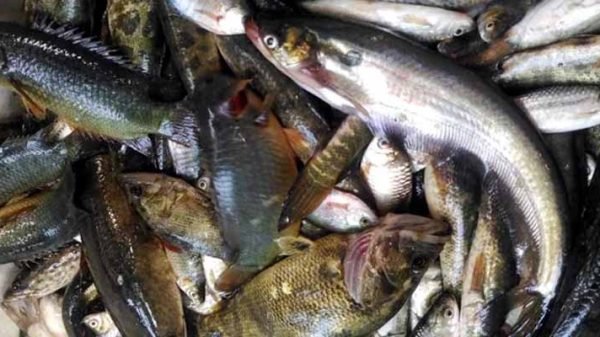 ভরা মৌসুমেও হাওরে মিলছে না দেশি মাছ, জেলেরা হতাশ