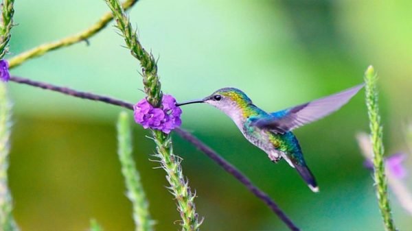 আল্লাহর ওপর ভরসা রাখার নানা পর্যায়