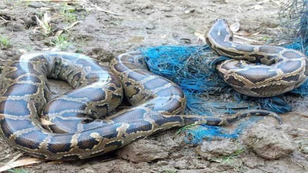 সিলেটে লোকালয় থেকে অজগর সাপ উদ্ধার