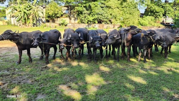 গোয়াইনঘাট পুলিশের অভিযানে ১৪ টি ভারতীয় মহিষ উদ্ধার