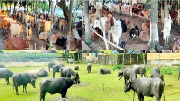 ছাতকে পৃথক অভিযানে আড়াই কোটি টাকার চালান জব্দ, গ্রেফতার ১৫