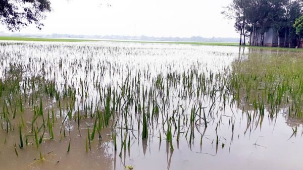 টানা বৃষ্টিতে শায়েস্তাগঞ্জে ৯০০ হেক্টর আমন পানির নিচে