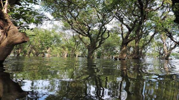 তাহিরপুরে হুমকির মুখে টাংগুয়ার হাওরের শত শত করচ গাছ