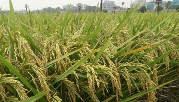 চাষের জন্য ধানের দুটি ও গমের একটি জাতের অনুমোদন