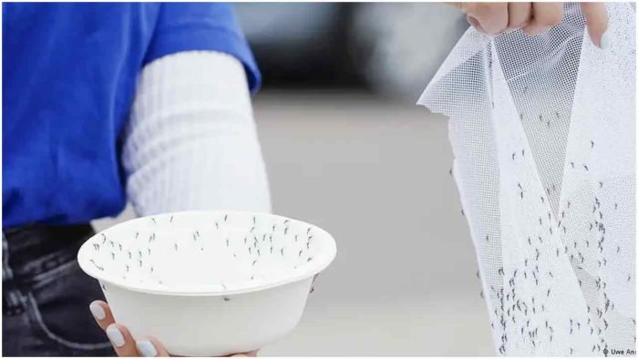 মশা দিয়েই মশার মারার উদ্যোগ!