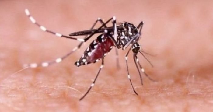 ঢাকার ১২ শতাংশ বাড়ি ডেঙ্গুর উচ্চঝুঁকিতে