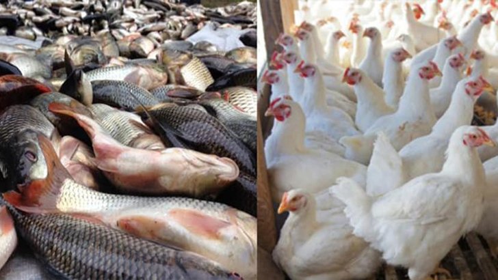 কমেছে ব্রয়লার মুরগির দাম, মাছের বাজার চড়া