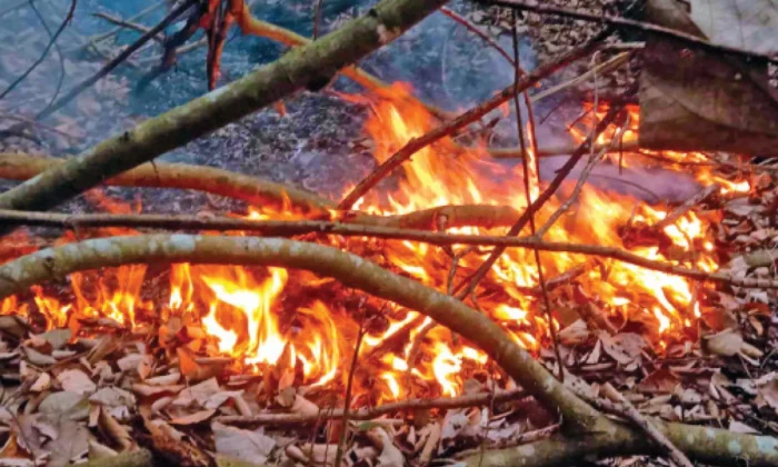 সুন্দরবনে অগ্নিকাণ্ডে পুড়লো ৫ একর বনভূমি