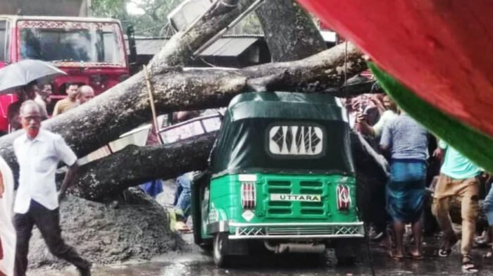 টাঙ্গাইলে অটোরিকশার ওপর গাছ পড়ে যাত্রীর মৃত্যু