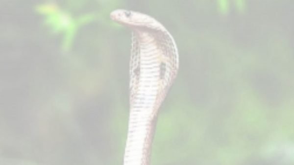 এক মাসে ৫ বার সাপের কামড় খেয়েও বেঁচে আছেন তিনি!