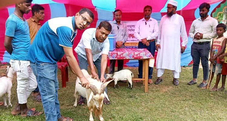 মাধবপুরে ছাগল ভেড়ার টিকা ক্যাম্পেইন