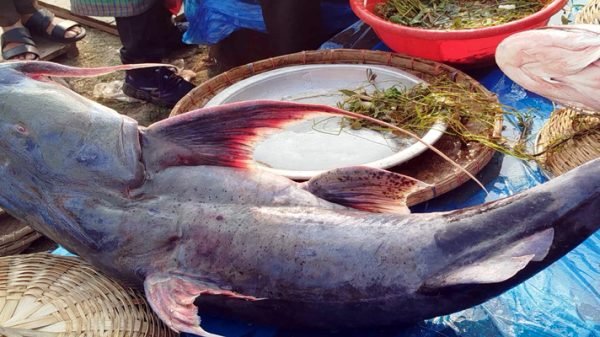 হবিগঞ্জে পইল মাছের মেলা, এক মাছের দাম ১ লাখ ৫০ হাজার