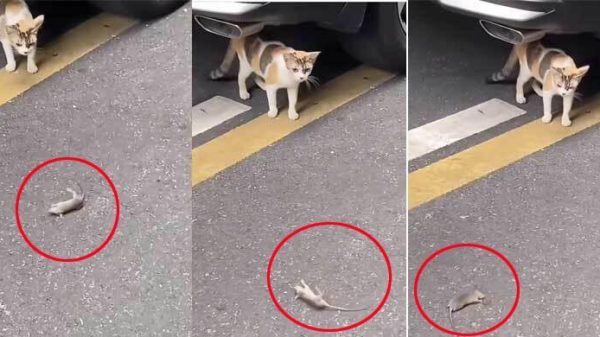 বিড়াল দেখে মরে যাওয়ার নাটক করলো ইঁদুর!