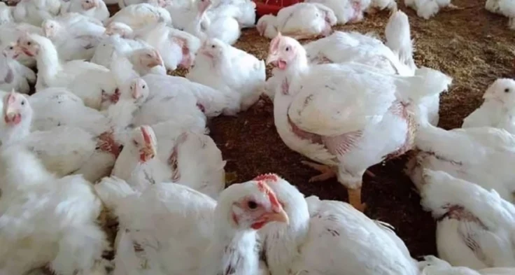 ব্রয়লার মুরগির দাম কেজিতে বেড়েছে ২০ টাকা, চালও চড়া