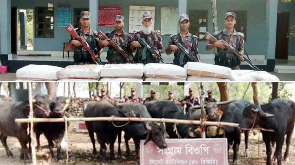 সিলেটে বিজিবি অভিযানে চাল-মহিষ জব্দ
