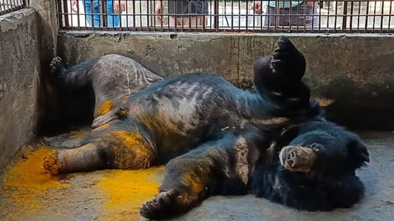 ভালুকের পায়ে পচন, চিড়িয়াখানা সিলগালা