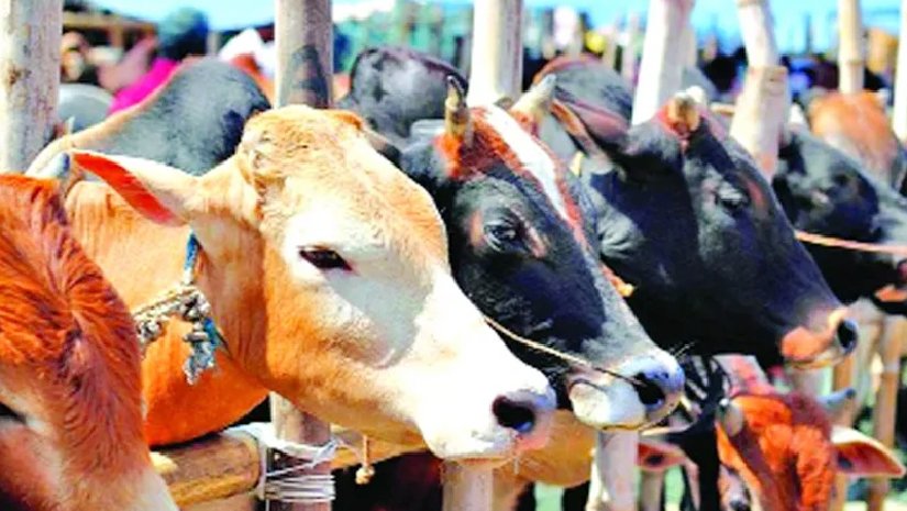 যে চার ধরনের পশু ছাড়া কোরবানি হয় না