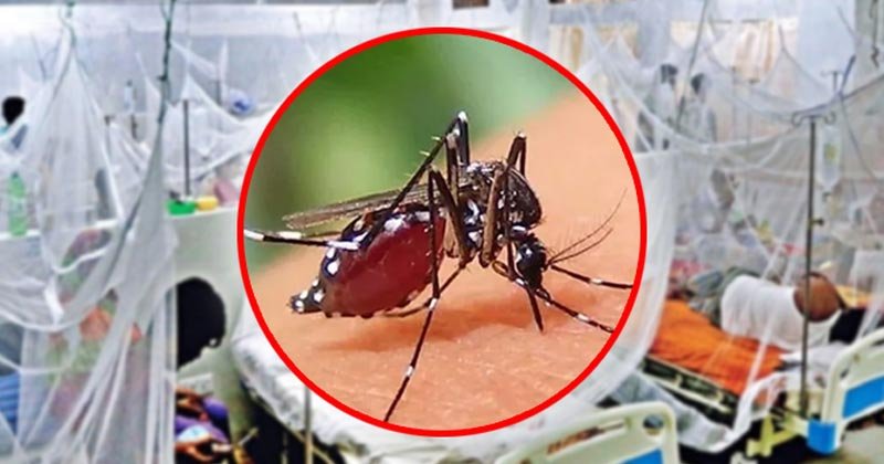 ডেঙ্গুতে একদিনে সর্বাধিক রোগী ভর্তি