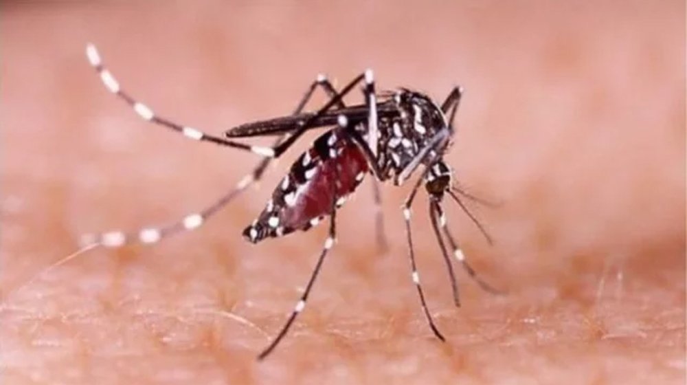 ডেঙ্গুতে আরও ৩ জনের মৃত্যু, হাসপাতালে ভর্তি ৩১৯