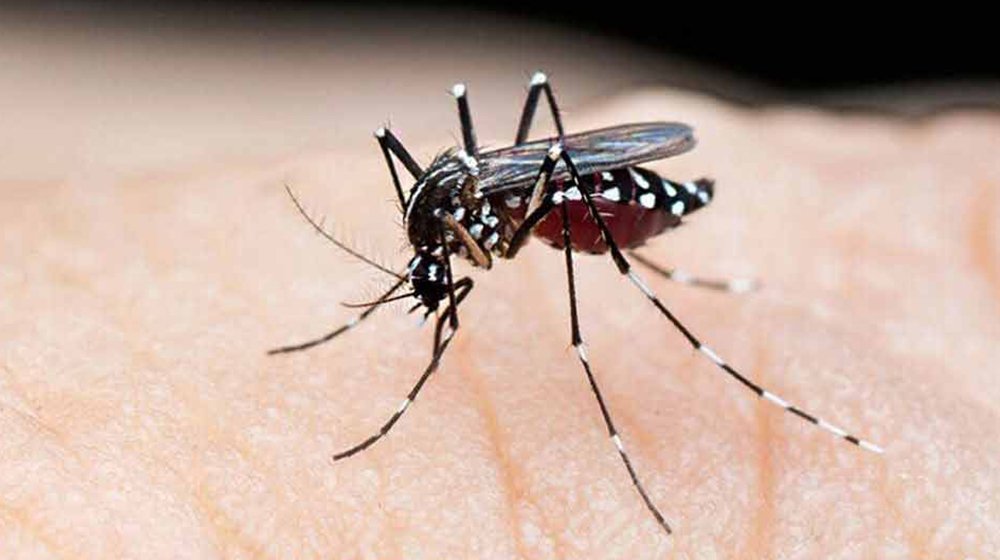 ডেঙ্গুতে আরও ৪ মৃত্যু, হাসপাতালে ৫৬৮