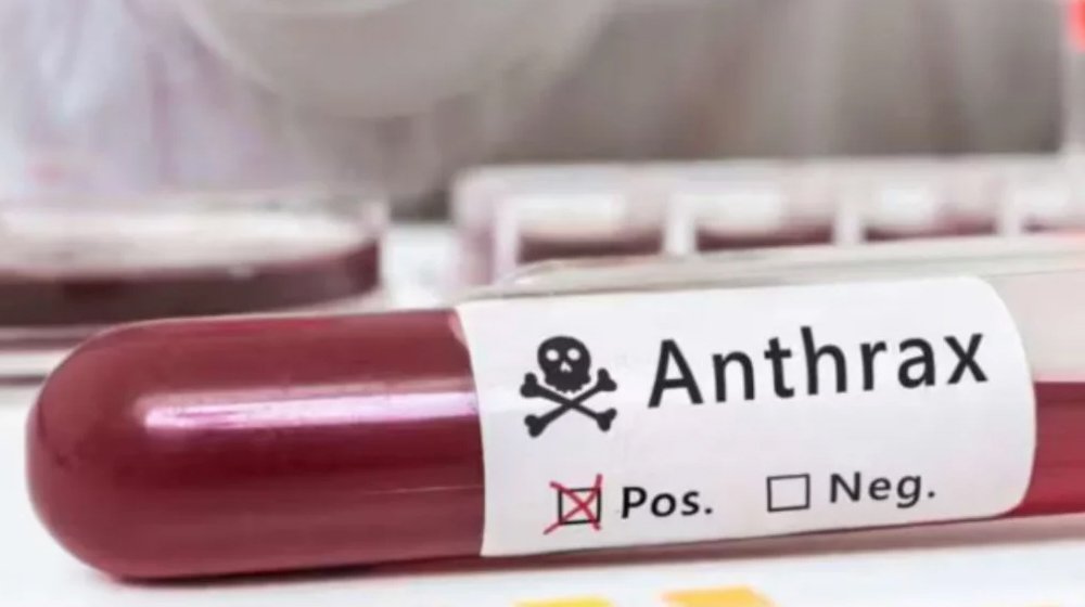 গাইবান্ধায় মোট ১১ জন অ্যানথ্রাক্সে আক্রান্ত