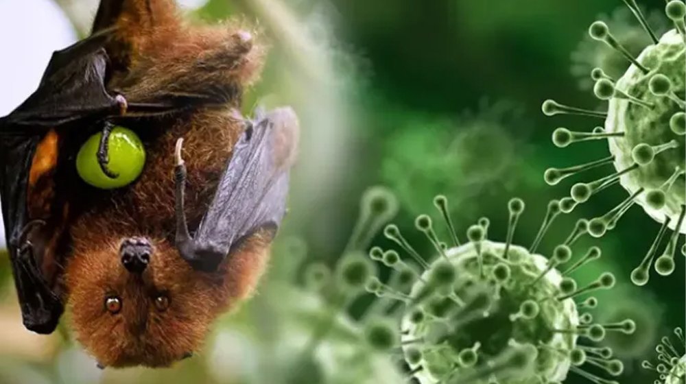 বাংলাদেশে নিপা ভাইরাসে মৃত্যু, সতর্ক থাকার পরামর্শ বিশ্ব স্বাস্থ্য সংস্থার
