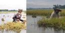হাওরে পাহাড়ি ঢলে তলিয়ে যাচ্ছে পাকা ধান, কৃষকের কান্না