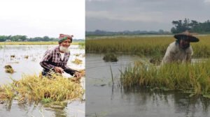 হাওরে পাহাড়ি ঢলে তলিয়ে যাচ্ছে পাকা ধান, কৃষকের কান্না