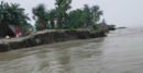 যমুনায় পানি বাড়ায় সিরাজগঞ্জে ভাঙন ও ফসলহানির শঙ্কা
