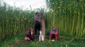 চুয়াডাঙ্গা সীমান্তে ৩ জনকে ‘পুশ ইন’ চেষ্টা বিএসএফের, ঠেকাল বিজিবি