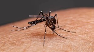 ডেঙ্গুতে  আরও ৬ মৃত্যু